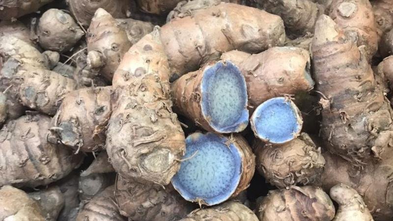 Winter Health: सर्दियों में इम्यूनिटी बूस्टर है काली हल्दी, जानें सही इस्तेमाल Winter Health: सर्दियों में इम्यूनिटी बूस्टर है काली हल्दी, जानें सही इस्तेमाल